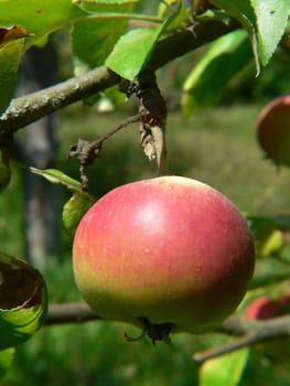 Apple tree