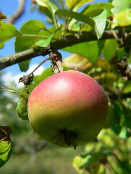 Apple