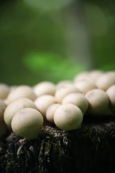 These inedible mushrooms usually grow in large quantities on rotten wood