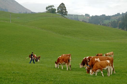 Auf der Alm,Switzerland