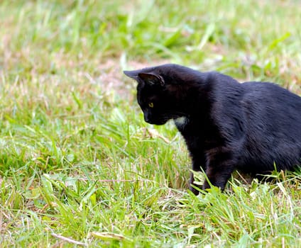 They are patient and don't let anything distract them. I followed Rucker's tip with this version and left more meadow on the left but less cat on the right.