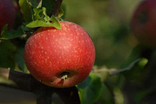 Can someone help me what type of apple we have here in the garden......?