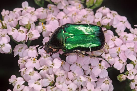 Cetonia aurata,Common rose beetle