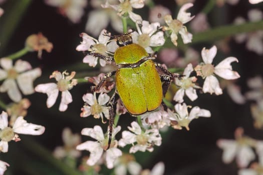 Hoplia farinosa,golden dust leaf beetle