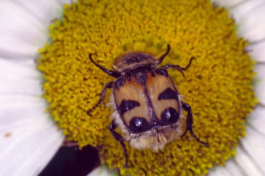 Trichius fasciatus,Banded brush beetle