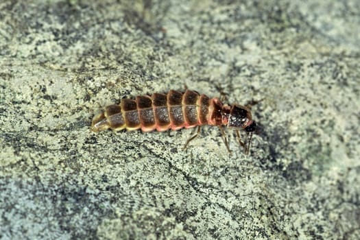 Lampyris notiluca,Great firefly