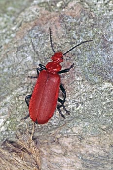 Pyrochroa spec, Feuerkäfer
