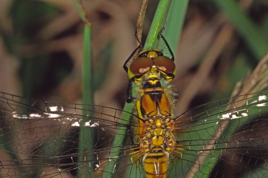 Sympetrum danae,Black Heather