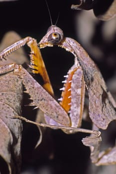 Deroplatys lobata,praying mantis