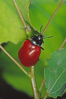 Melasoma populi, Pappelblattkäfer