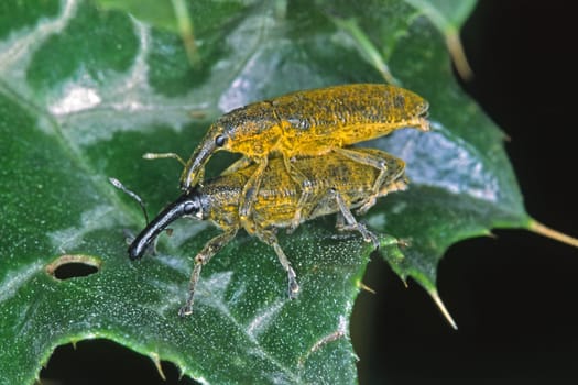 Lixus algirus