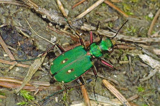 Cicindela campestris,field tiger beetle