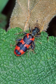 Trichodes apiarius, Bienenwolf