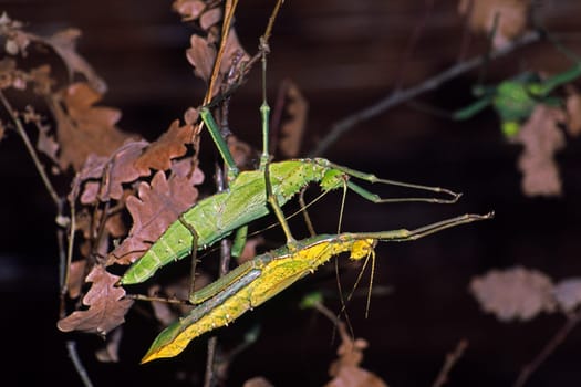 Heteropterix dilatata,ghost grasshopper