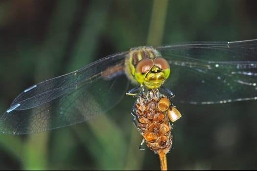 Sympetrum vulgare,Common Heather,Female
