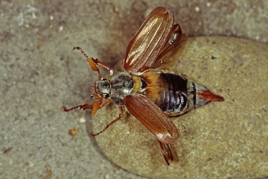 Melolantha melolantha,field cockchafer