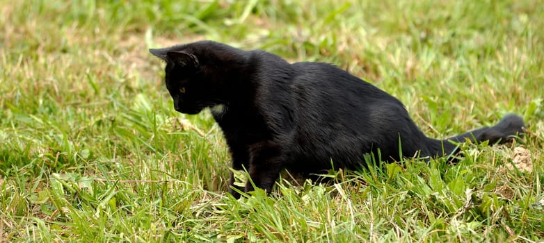 To fulfill Tina's wish,another version of the moulting cat