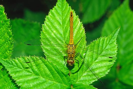Sympetrum sanguineum,Blood-red Bluebell,Female
