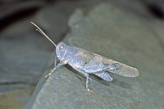 Oedipoda caerulescens,Blue-winged grasshopper