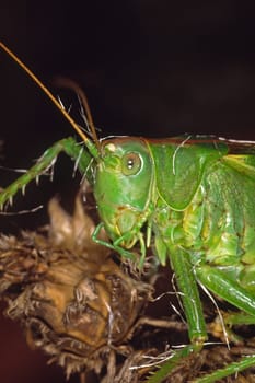 Tettigonia viridissima,Great green hayhorse