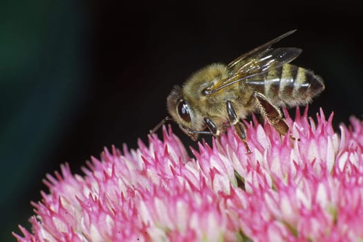 Apis mellifica,honey bee