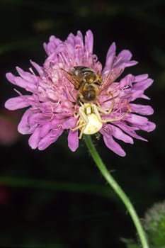 Misumenia varia,Variable crab spider catches bee