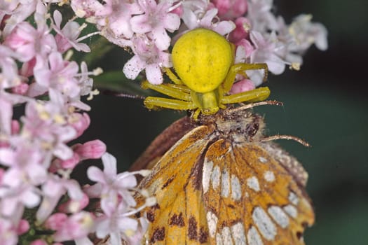 Crab spider catches butterfly