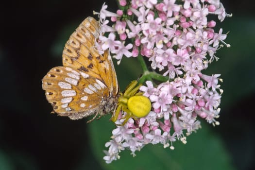 Crab spider with prey Hamearis lucina