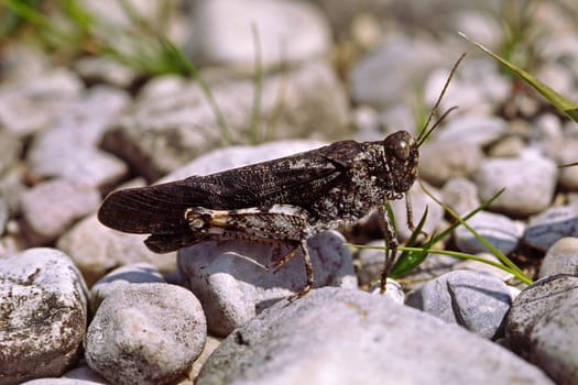Psophus stridilus,Red-winged Grasshopper (male)