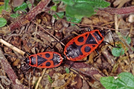 Pyrrhocoris apterus, Feuerwanze
