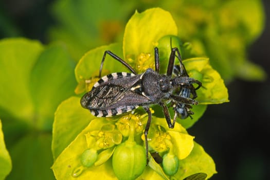 Rhinocoris erythtopud, Raubwanze