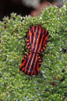 Graphosoma lineatum,striped bug (mating)