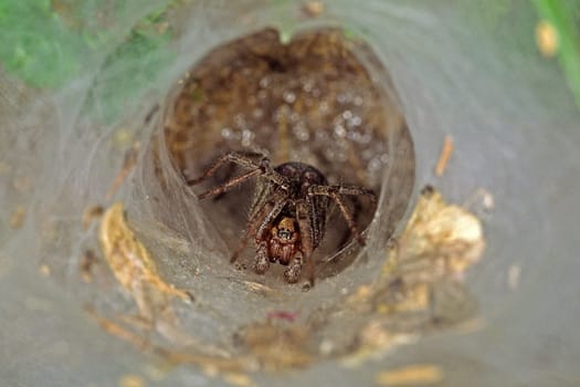 Funnel web of a spider,spider web