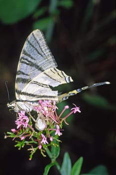 Crab spider with sail butterfly