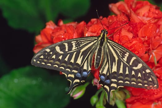 Papilio spec,Swallowtail