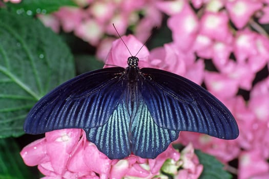 Papilio memnon thunbergi,Great Mormon,Swallowtail