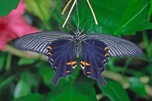 Papilio helenus,swallowtail