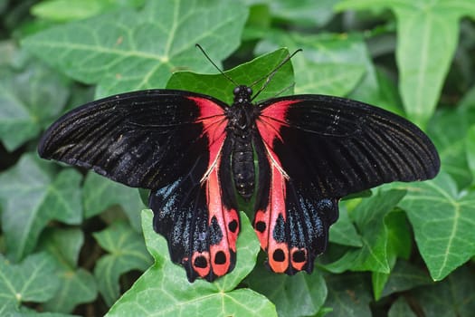 Papilio rumanzovia,Scarlet Swallowtail