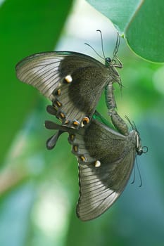 Papilio palinurus,mating