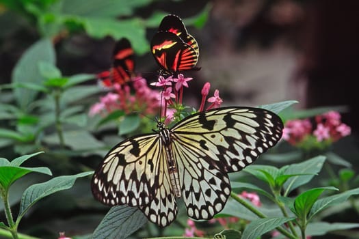 Idea leuconoe, Weiße Baumnymphe