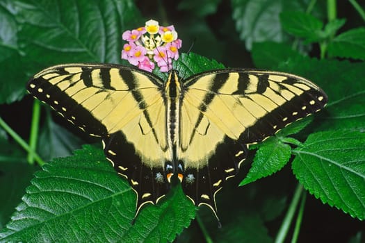 Papilio spec,Swallowtail