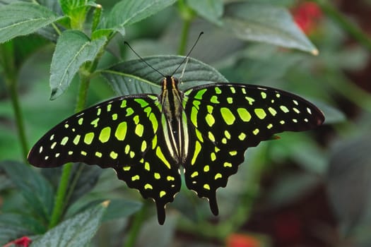 Graphium agamemnon,Curly jay