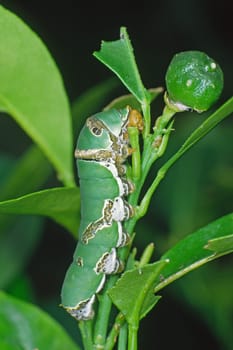 Schmetterlings-Raupe