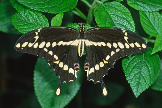 Papilio chresphontes,Swallowtail