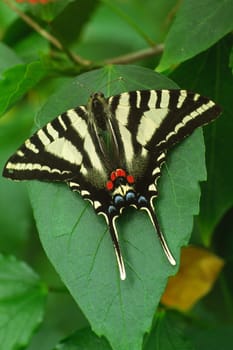 Papilio spec,Swallowtail