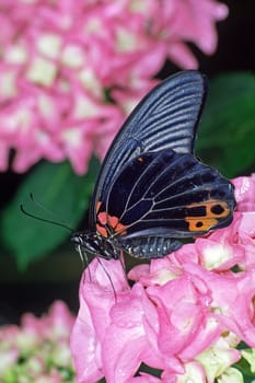 Papilio memnon thunbergi,Great Mormon