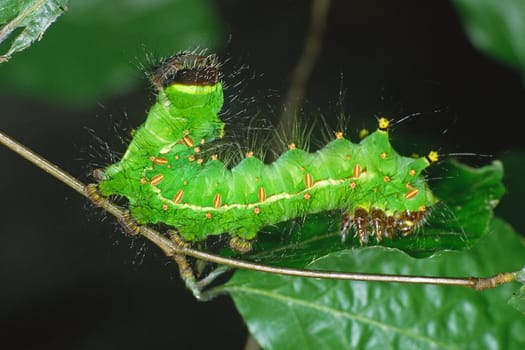 Schmetterlings-Raupe