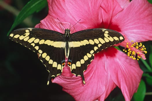 Papilio chresphontes,Tropical swallowtail on hibiscus,Hibiscus flower