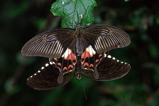 Papilio spec,Mating,Tropical Swallowtail