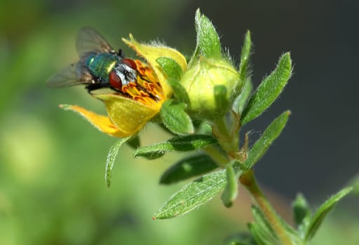 The blowfly (Calliphora vicina),which is widespread worldwide and often found in the house,reaches a body length of 9 to 13 mm. The middle part of the body of the relatively clumsy-looking flies is dark and has a dark blue to blue-green skie